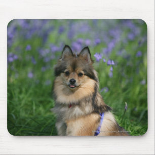 Pomeranian in the Grass Mouse Mat