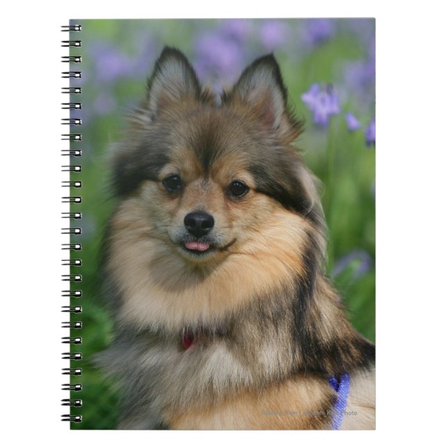 Pomeranian in the Grass Notebook (Front)