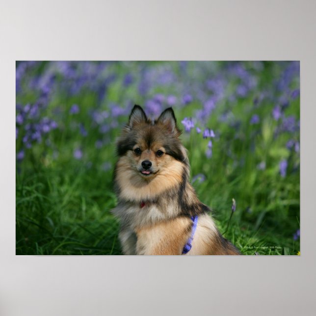 Pomeranian in the Grass Poster (Front)