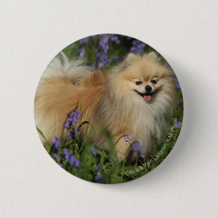 Pomeranian Looking at Camera in the Bluebells 6 Cm Round Badge