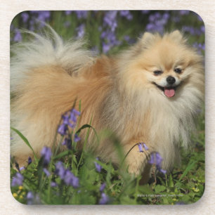 Pomeranian Looking at Camera in the Bluebells Coaster