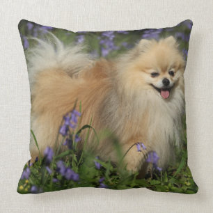 Pomeranian Looking at Camera in the Bluebells Cushion