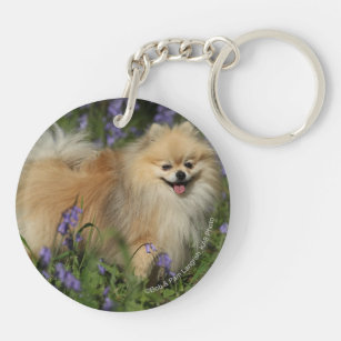 Pomeranian Looking at Camera in the Bluebells Key Ring