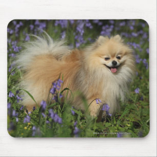 Pomeranian Looking at Camera in the Bluebells Mouse Mat