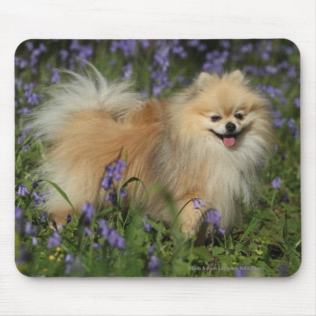 Pomeranian Looking at Camera in the Bluebells Mouse Mat (Front)
