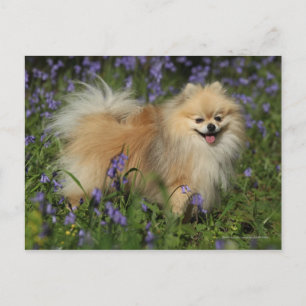 Pomeranian Looking at Camera in the Bluebells Postcard
