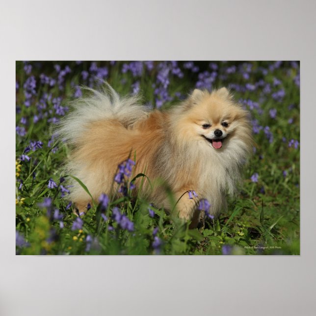 Pomeranian Looking at Camera in the Bluebells Poster (Front)