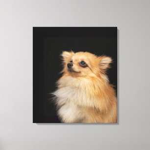 Pomeranian looking up on black canvas print
