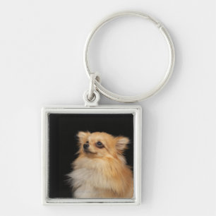 Pomeranian looking up on black key ring