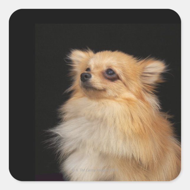 Pomeranian looking up on black square sticker (Front)