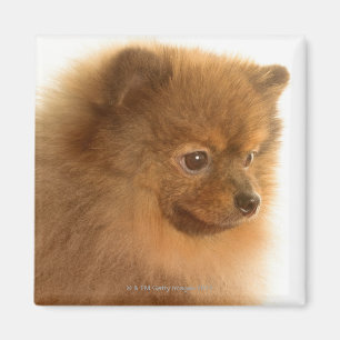 Pomeranian Magnet