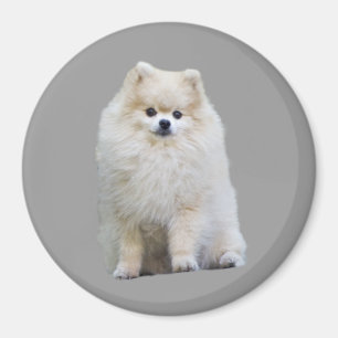 Pomeranian Magnet