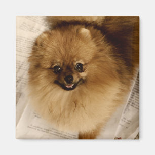 Pomeranian Magnet