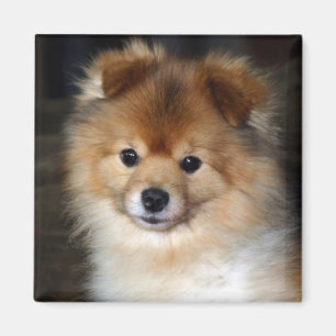 Pomeranian Magnet - "Baby"