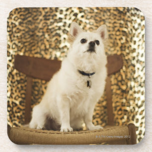 Pomeranian mix coaster