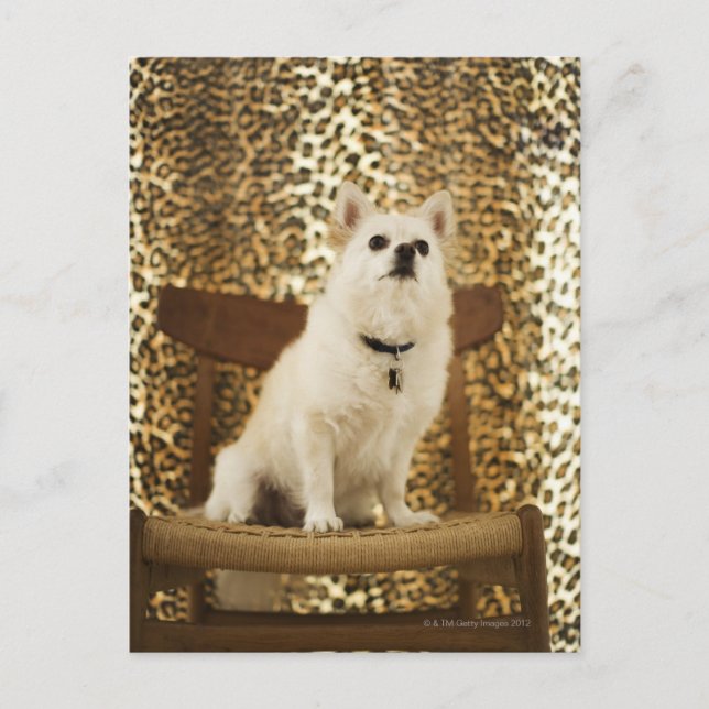 Pomeranian mix postcard (Front)