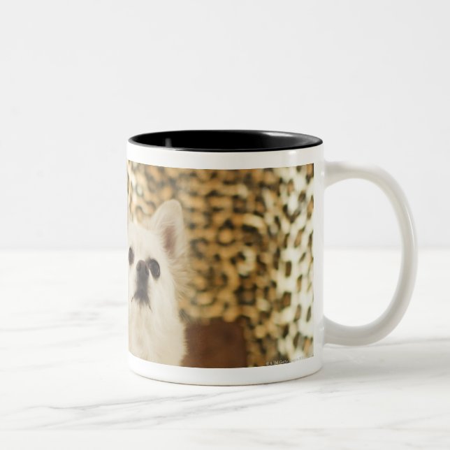 Pomeranian mix Two-Tone coffee mug (Right)