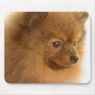 Pomeranian Mouse Mat