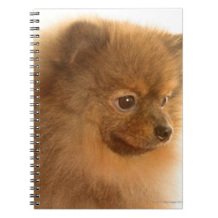 Pomeranian Notebook