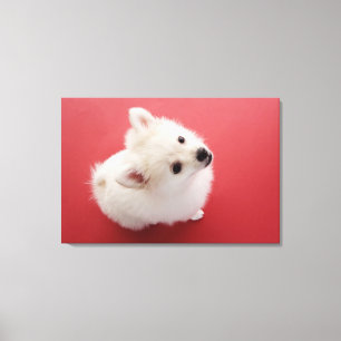 Pomeranian on the Red Carpet Canvas Print