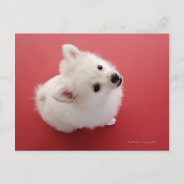 Pomeranian on the Red Carpet Postcard (Front)