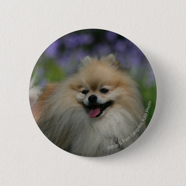 Pomeranian Panting 6 Cm Round Badge (Front)