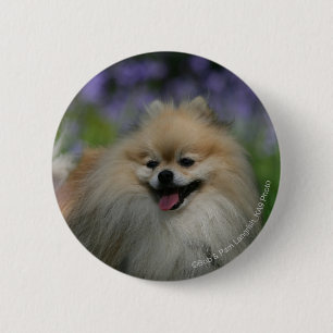 Pomeranian Panting 6 Cm Round Badge