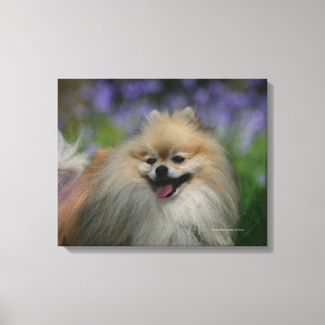 Pomeranian Panting Canvas Print (Front)