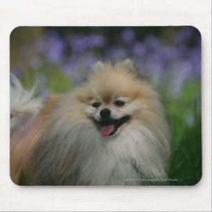 Pomeranian Panting Mouse Mat