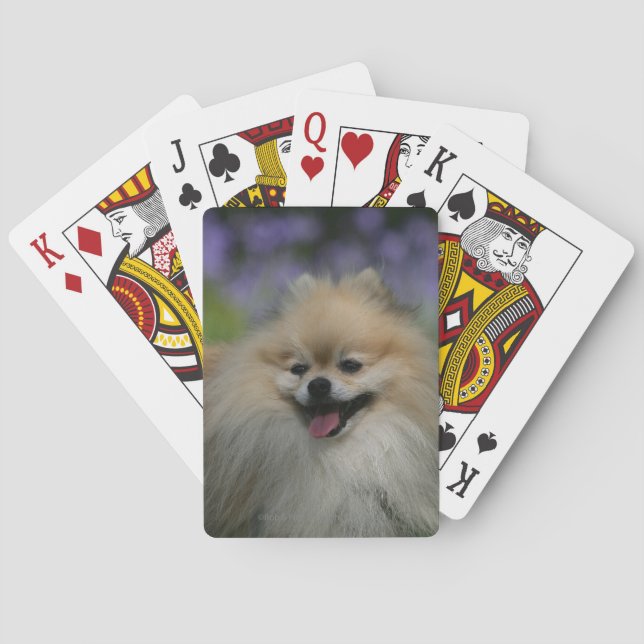 Pomeranian Panting Playing Cards (Back)