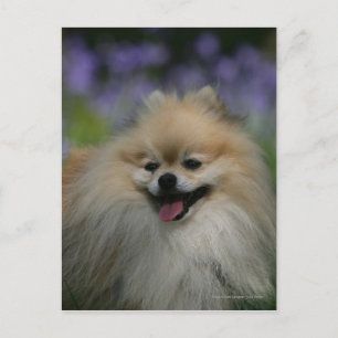 Pomeranian Panting Postcard