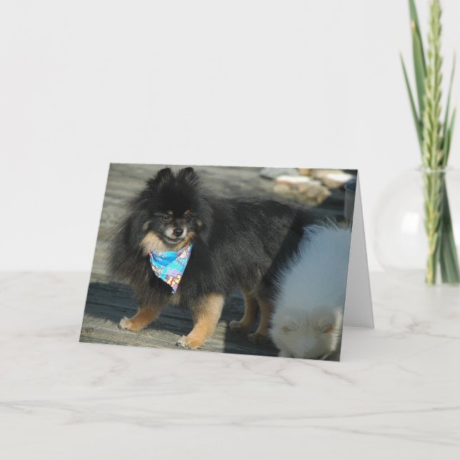 Pomeranian Party Attire ~ Birthday Card (Front)