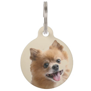 Pomeranian Pet Tag