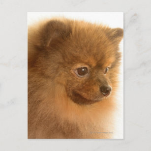 Pomeranian Postcard