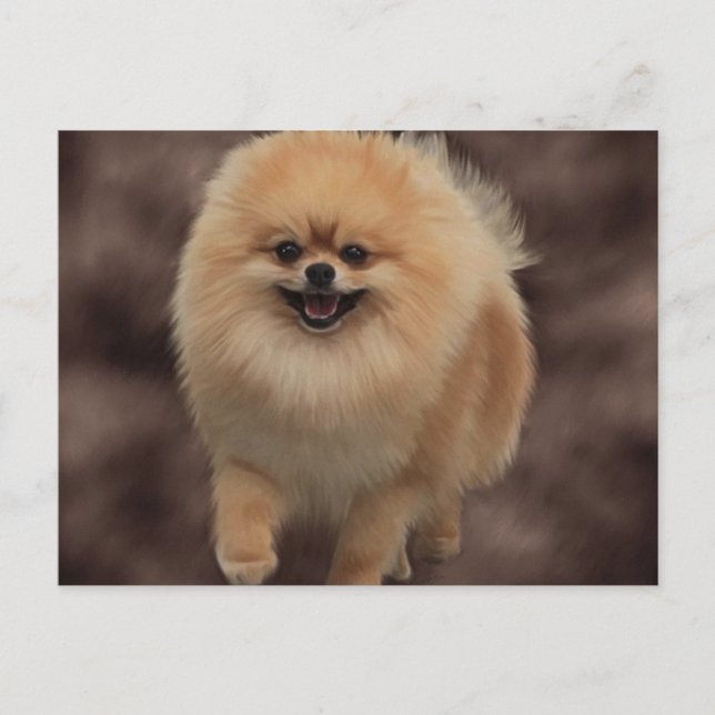 Pomeranian Postcard (Front)