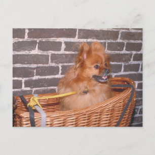 Pomeranian Postcard