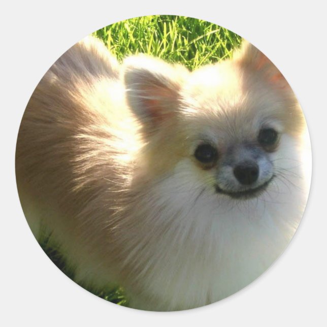 Pomeranian Puppies Sticker (Front)