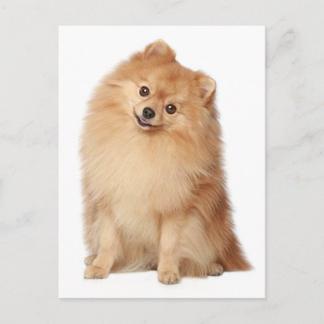 Pomeranian Puppy Dog Blank Post Card (Front)