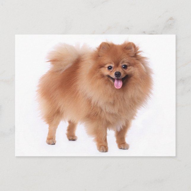 Pomeranian Puppy Dog Blank Post Card (Front)