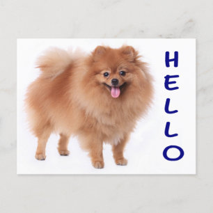 Pomeranian Puppy Dog Blank Post Card