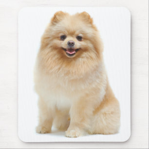 Pomeranian Puppy Dog Mousepad