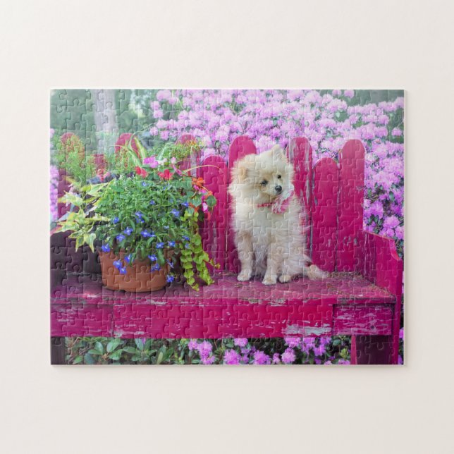 Pomeranian Puppy Dog on Cottage Garden Bench  Jigsaw Puzzle (Horizontal)