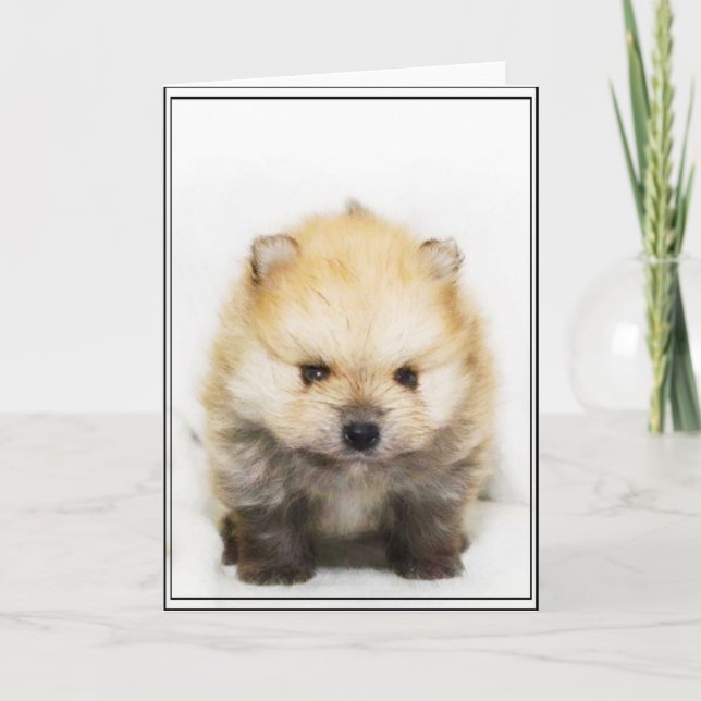 Pomeranian puppy greeting card (Front)