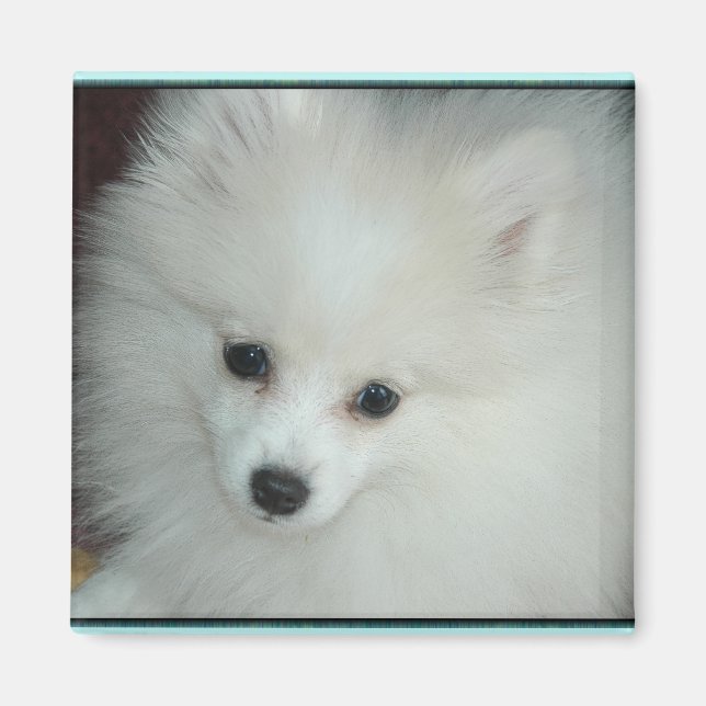 Pomeranian Puppy Magnet (Front)