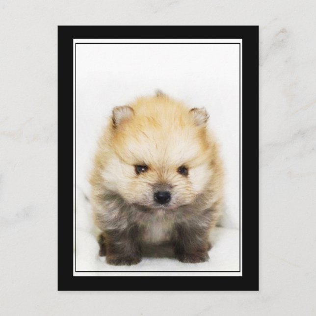 Pomeranian puppy postcard (Front)
