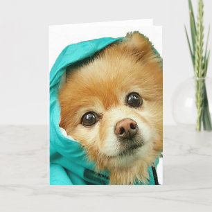 Pomeranian Raincoat # Card
