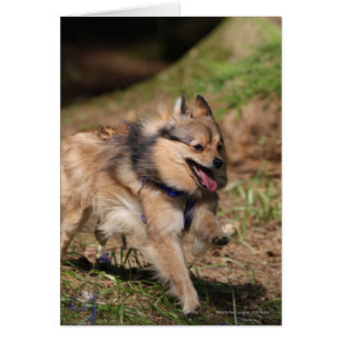 Pomeranian Running with Harness on