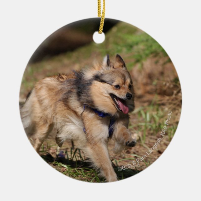 Pomeranian Running with Harness on Ceramic Tree Decoration (Front)