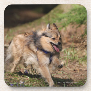 Pomeranian Running with Harness on Coaster