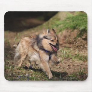 Pomeranian Running with Harness on Mouse Mat